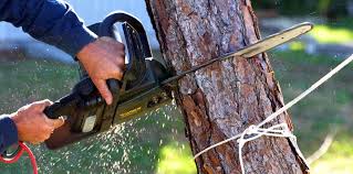 Best Arborist Consultation Services  in Mountain House, CA