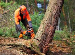  Mountain House, CA Tree Removal Pros