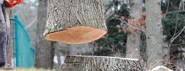 Best Tree Risk Assessment  in Mountain House, CA