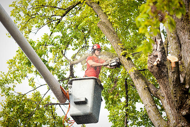 Best Fruit Tree Pruning  in Mountain House, CA